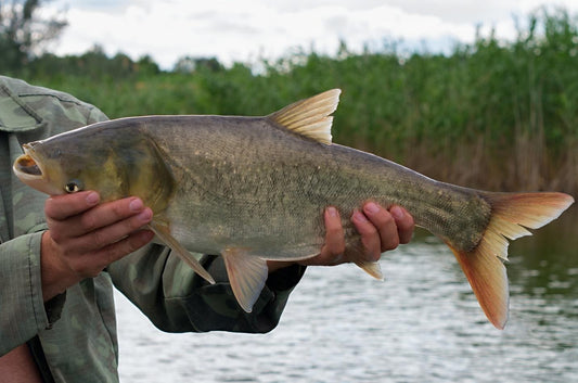 The Battle Against Asian Carp